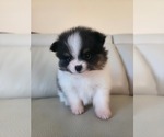 Small #5 Pomeranian