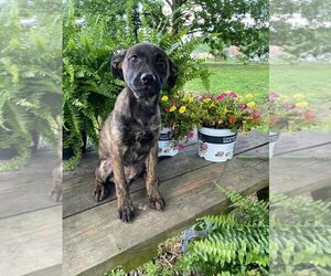 Labrador Retriever-Plott Hound Mix Dogs for adoption in Earl, NC, USA