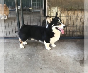 Father of the Pembroke Welsh Corgi puppies born on 05/10/2019