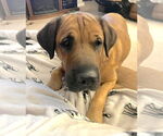 Small #10 Mastador
