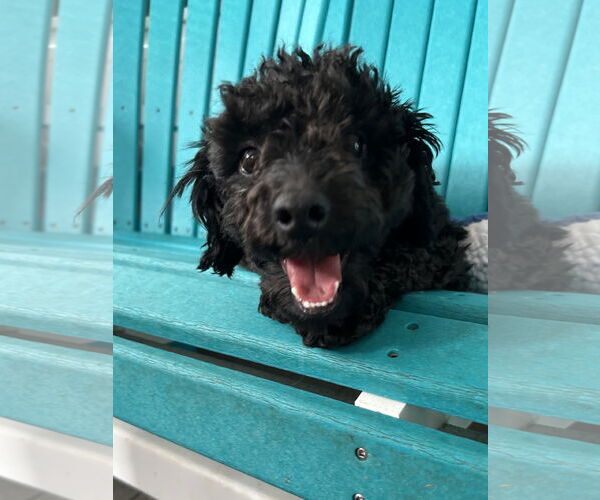 Medium Photo #2 Poodle (Toy)-Unknown Mix Puppy For Sale in Pacolet, SC, USA