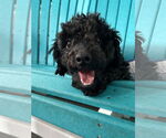 Small #1 Poodle (Toy) Mix