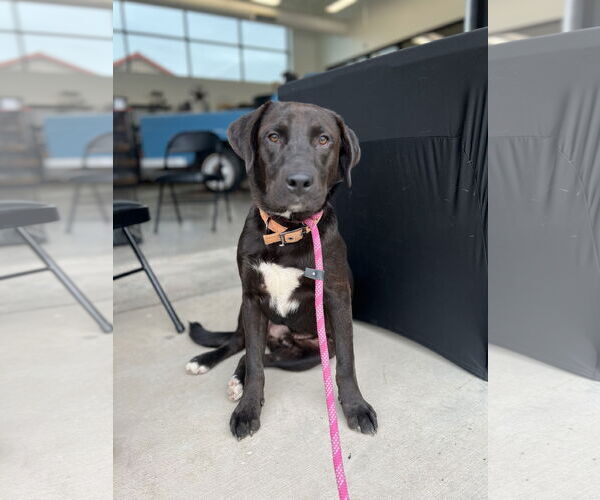 Medium Photo #1 Labrador Retriever-Unknown Mix Puppy For Sale in Bangs, TX, USA