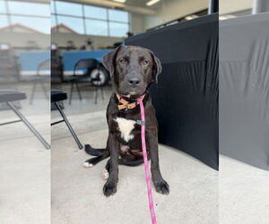 Labrador Retriever-Unknown Mix Dogs for adoption in Bangs, TX, USA