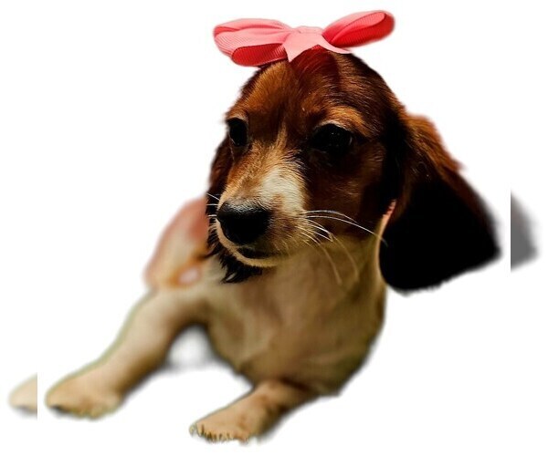 Medium Photo #2 Dachshund Puppy For Sale in STUART, FL, USA