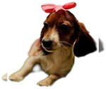 Small #1 Dachshund