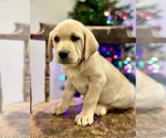 Puppy Yellow female Labrador Retriever