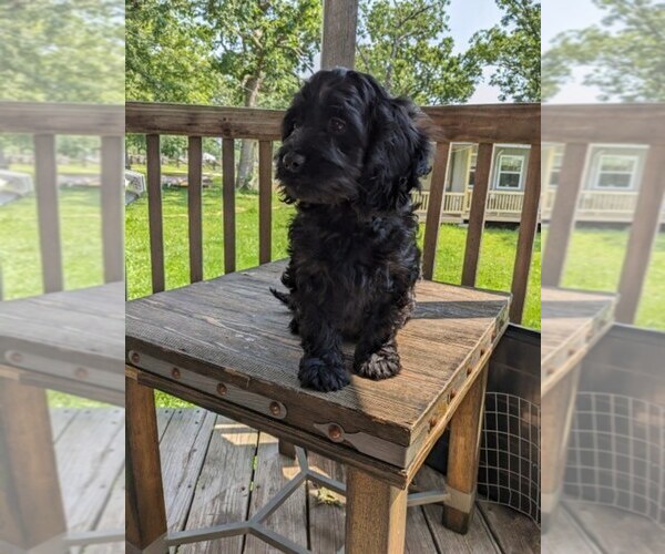Medium Photo #8 Cock-A-Poo Puppy For Sale in SALEM, MO, USA