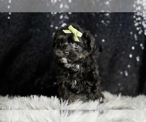 Medium Photo #67 Morkie Puppy For Sale in WARSAW, IN, USA