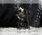 Small #6 Morkie