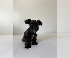 Schnoodle (Miniature) Dogs for adoption in BAKERSFIELD, CA, USA