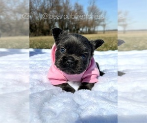 French Bulldog Puppy for sale in FRANKLIN, IN, USA