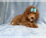 Small #6 Cockapoo (Miniature)