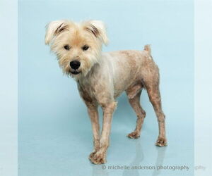 Mutt Dogs for adoption in Corona, CA, USA