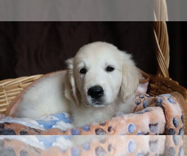 Medium Photo #2 English Cream Golden Retriever Puppy For Sale in LANCASTER, WI, USA