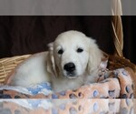 Small #1 English Cream Golden Retriever