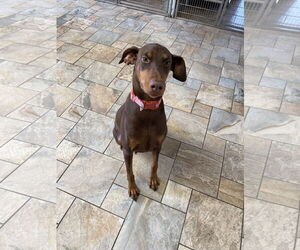 Doberman Pinscher Dogs for adoption in Devine, TX, USA