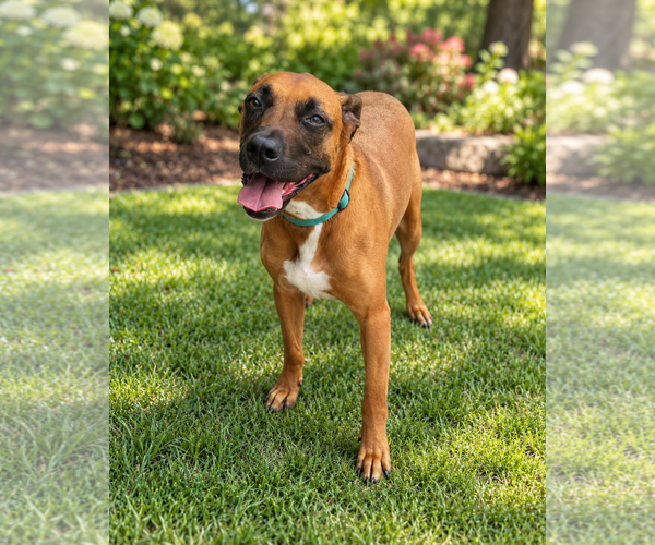 Medium Photo #2 Rhodesian Ridgeback-Unknown Mix Puppy For Sale in McKinney, TX, USA