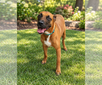 Small Photo #2 Rhodesian Ridgeback-Unknown Mix Puppy For Sale in McKinney, TX, USA