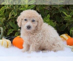 Goldendoodle-Poodle (Miniature) Mix Puppy for sale in FREDERICKSBG, OH, USA