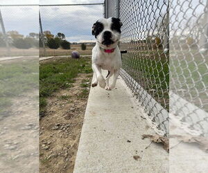 Pippin - Fee Waived - Long Term Resident - Female American Bulldog-Unknown Mix Dog for Adoption - Photo #2
