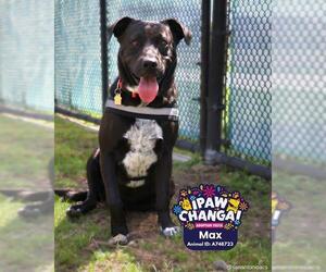 Labrador Retriever Dogs for adoption in San Antonio, TX, USA