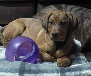 Labradoodle-Rottweiler Mix Puppy for sale in DUBUQUE, IA, USA