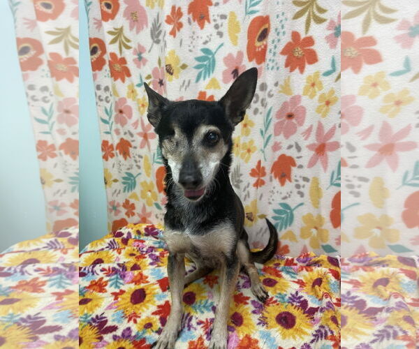 Medium Photo #2 Chiweenie Puppy For Sale in Chico, CA, USA
