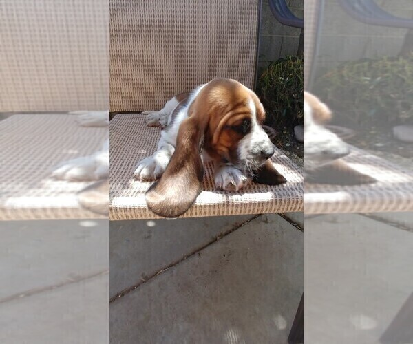 Medium Photo #4 Basset Hound Puppy For Sale in PARKER, AZ, USA