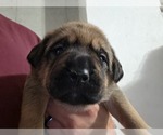 Small #1 Anatolian Shepherd-English Mastweiler Mix