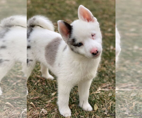 Medium Photo #12 Pomsky Puppy For Sale in St. Louis Park, MN, USA