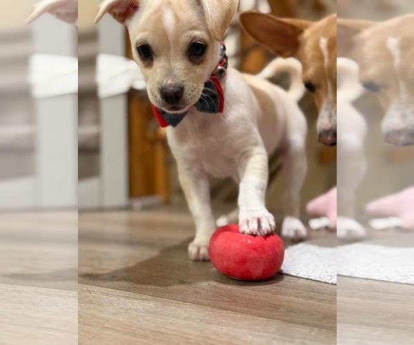 Medium Photo #2 Daug Puppy For Sale in Escondido, CA, USA