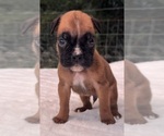Small #5 Boxer