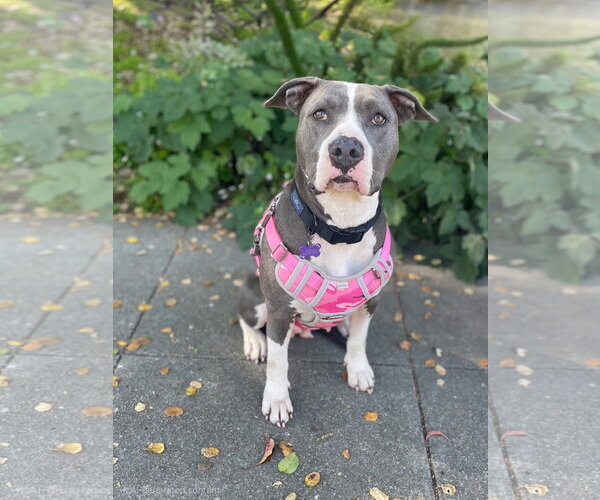 Medium Photo #2 American Pit Bull Terrier Puppy For Sale in Berkeley, CA, USA