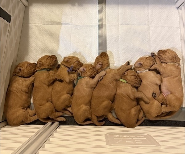 Medium Photo #26 Golden Retriever Puppy For Sale in SACRAMENTO, CA, USA