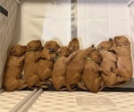 Small #25 Golden Retriever