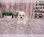 Small Photo #5 Maltipoo-Unknown Mix Puppy For Sale in FULLERTON, CA, USA
