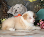 Small #5 Australian Shepherd