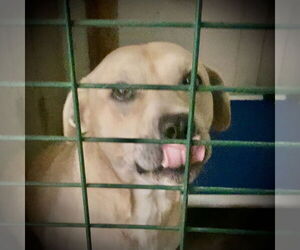 Kia - Female Mutt Dog for Adoption - Photo #7