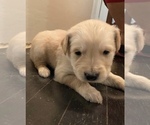 Small Photo #1 Golden Retriever Puppy For Sale in PASADENA, TX, USA