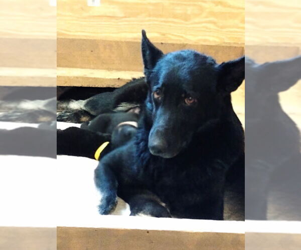 Medium Photo #4 German Shepherd Dog Puppy For Sale in Kansas City, MO, USA