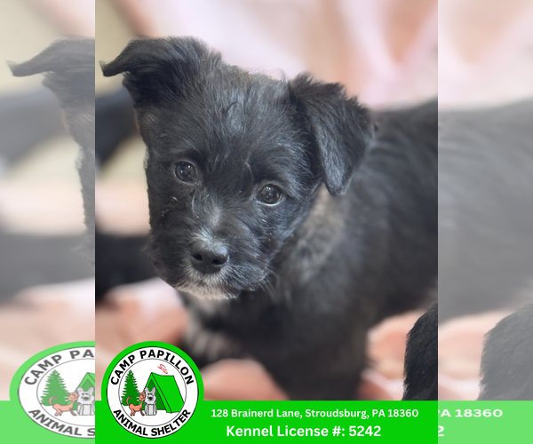 Medium Photo #1 Goldendoodle (Miniature) Puppy For Sale in Stroudsburg, PA, USA