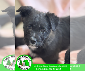 Goldendoodle (Miniature) Dog for Adoption in Stroudsburg, Pennsylvania USA