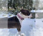 Small #6 American Pit Bull Terrier Mix