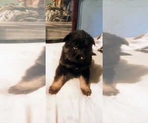 German Shepherd Dog Puppy for sale in CARBONDALE, IL, USA