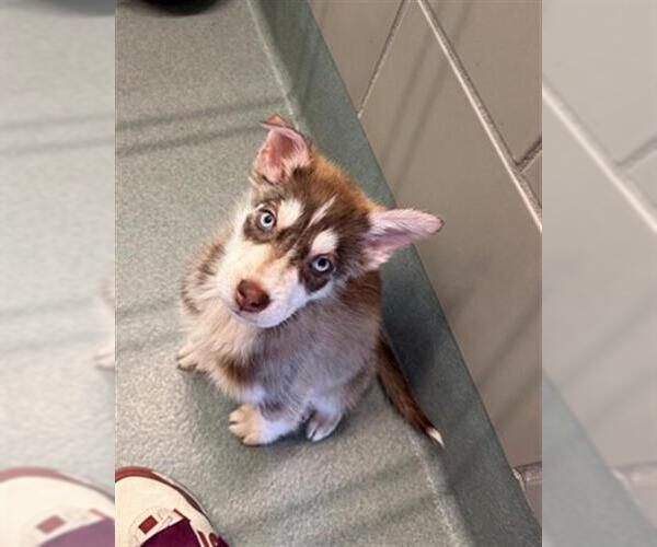 Medium Photo #1 Siberian Husky Puppy For Sale in Baytown, TX, USA