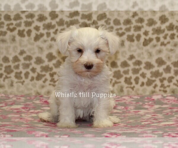 Medium Photo #3 Schnauzer (Miniature) Puppy For Sale in DENVER, PA, USA