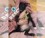 Small #1 American Staffordshire Terrier-Labrador Retriever Mix