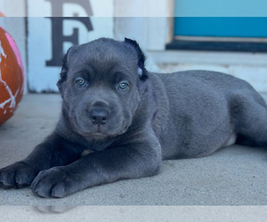 Cane Corso Puppy for sale in HESPERIA, CA, USA
