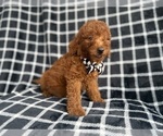 Small #5 Goldendoodle (Miniature)